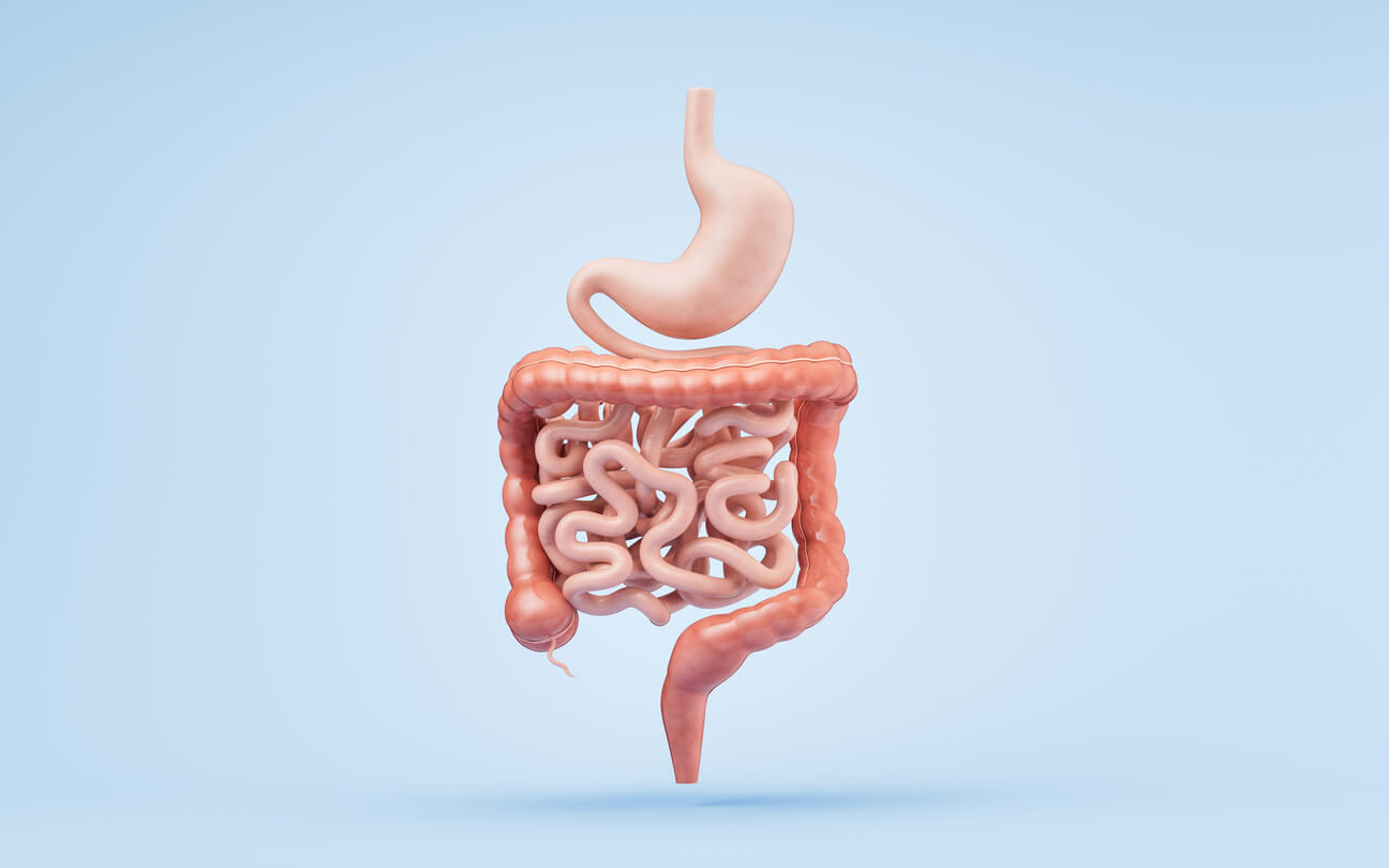 Digestive